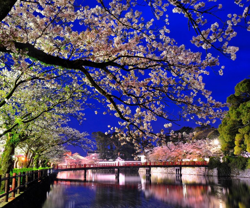 美しい小田原城の桜のライトアップ