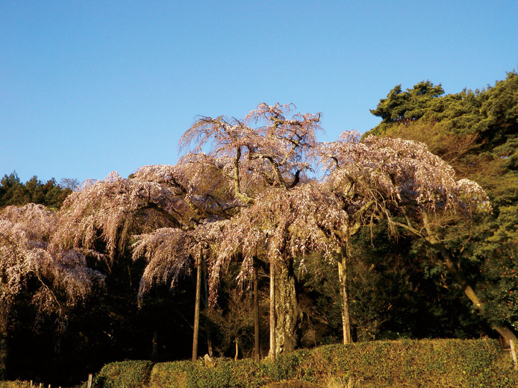 寺百選 小田原・箱根】桜、ツツジ…。 花の名所＆お花見 最新版！ - ミスモ箱根net