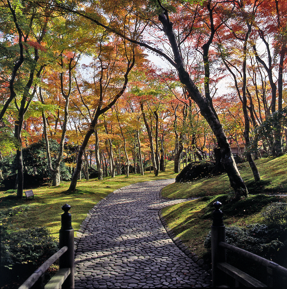 箱根の紅葉 絶景スポット10選 - ミスモ箱根net